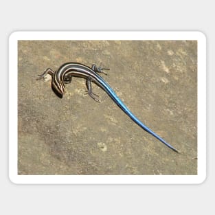 Blue Tailed Lizard 2 Magnet